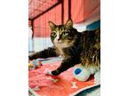 Lola, Domestic Longhair For Adoption In Sebastian, Florida