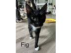 Fig, American Shorthair For Adoption In Naples, Florida