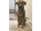 Pickles, American Pit Bull Terrier For Adoption In Grand Forks, North Dakota