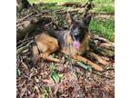Adopt Nala a German Shepherd Dog