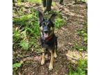 Adopt Gigi a German Shepherd Dog
