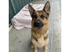 Adopt Koda a German Shepherd Dog