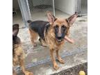Adopt Zoey a German Shepherd Dog