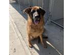 Adopt Mochi a German Shepherd Dog