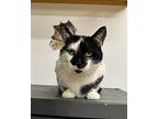 Baby Doll, Domestic Shorthair For Adoption In Albion, New York
