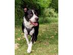 Adopt Huckleberry a Border Collie, Mixed Breed