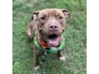 Adopt Pluto a American Staffordshire Terrier