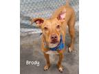 Adopt Brody a Hound