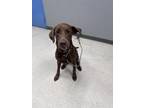 Adopt Perry a Labrador Retriever, Mixed Breed