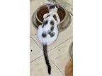 Gremlin, Domestic Shorthair For Adoption In Manchester, New Hampshire