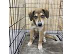 Adopt Peter a Mixed Breed
