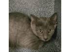 Adopt Dulin a Domestic Medium Hair
