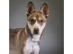 Adopt Jupiter a Siberian Husky