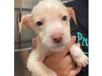 Adopt Max a Pit Bull Terrier, Mixed Breed