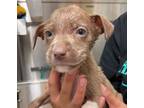 Adopt Milo a Pit Bull Terrier, Mixed Breed