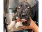 Adopt Marky mark a Pit Bull Terrier, Mixed Breed