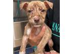 Adopt Mikey a Pit Bull Terrier, Mixed Breed