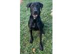 Adopt Nigel a Labrador Retriever, Mixed Breed