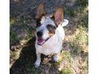 Adopt Dallas a Australian Cattle Dog / Blue Heeler