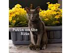 Adopt PUTIN ON THE RITZ a Russian Blue