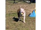 Shaka, American Pit Bull Terrier For Adoption In Norfolk, Virginia