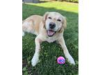 Midas, Golden Retriever For Adoption In Kelowna, British Columbia