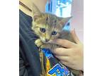 Adopt Roux a Domestic Short Hair