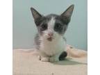 Adopt Koala a Domestic Short Hair
