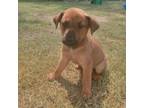 Adopt Wilbur a Shepherd