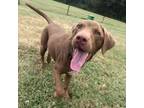 Adopt Kona a Labrador Retriever