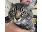Adopt Bones a Domestic Medium Hair