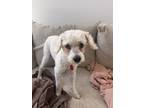 Adopt Milo a Poodle