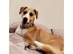Adopt Jake a Hound, Mixed Breed
