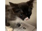 Adopt Mayham a Domestic Short Hair