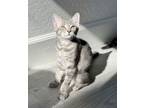 Adopt Burnt Bread a Tabby