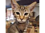 Adopt Henry HouseKatz a Tabby, Domestic Short Hair