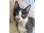 Adopt Razlo Fallout a Domestic Short Hair, Tabby