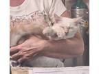 Adopt Feta a Siamese, Domestic Short Hair