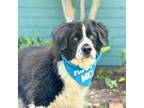 Adopt Beau a Border Collie