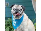 Adopt Benzy a Pug