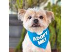 Adopt Copper a Shih Tzu, Yorkshire Terrier