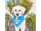 Adopt Albus a Poodle