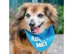 Adopt Bourbon a Dachshund, Papillon