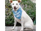 Adopt Billy a Labrador Retriever