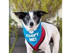Adopt Pinky a Rat Terrier