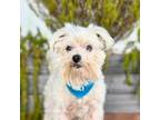 Adopt Marcus a Schnauzer, Cairn Terrier