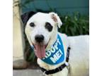 Adopt Willie Nelson a Terrier