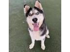 Adopt June a Siberian Husky