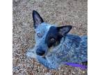 Adopt HUNTER a Australian Cattle Dog / Blue Heeler, Mixed Breed
