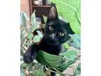 Adopt Hereford a Domestic Short Hair